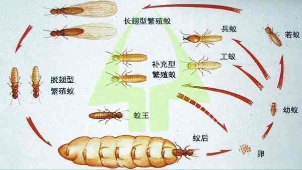 白蚁综合治理策略