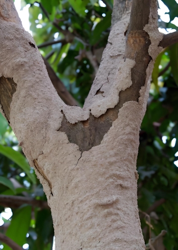 认知外面的白蚁（野外白蚁）