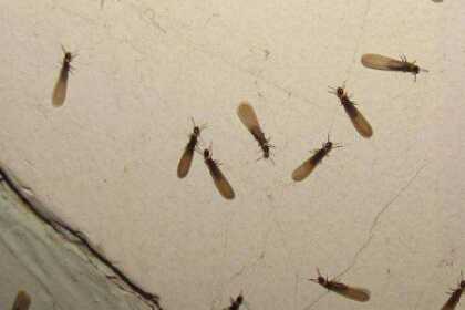 白蚁可以灭杀干净？